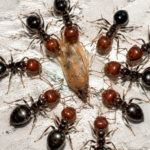 ant