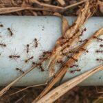 An overhead shot of red ants on the steel blue pipe taken next to Doi Tao Lake, Thailand, Asia