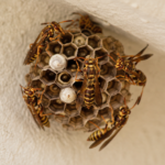 honey bee