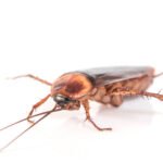 cockroach on white background