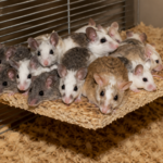 rat