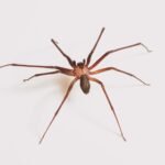 A single spider isolated on a white background